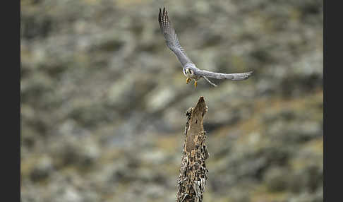 Lannerfalke sspec.2 (Falco biarmicus abyssinicus)