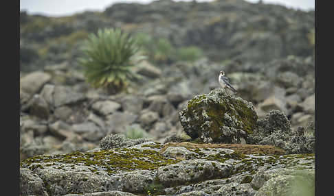 Lannerfalke sspec.2 (Falco biarmicus abyssinicus)