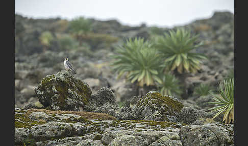 Lannerfalke sspec.2 (Falco biarmicus abyssinicus)