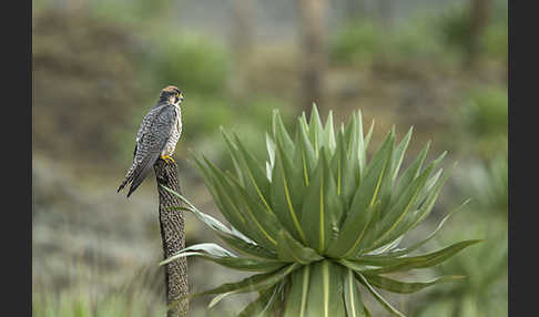 Lannerfalke sspec.2 (Falco biarmicus abyssinicus)