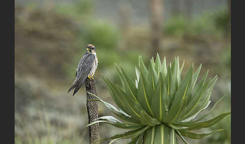 Lannerfalke sspec.2 (Falco biarmicus abyssinicus)