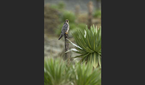 Lannerfalke sspec.2 (Falco biarmicus abyssinicus)