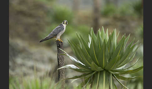 Lannerfalke sspec.2 (Falco biarmicus abyssinicus)