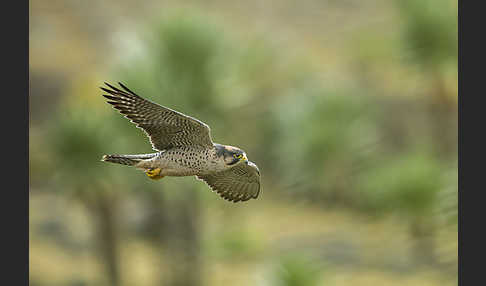 Lannerfalke sspec.2 (Falco biarmicus abyssinicus)