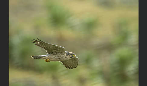 Lannerfalke sspec.2 (Falco biarmicus abyssinicus)