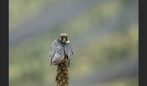 Lannerfalke sspec.2 (Falco biarmicus abyssinicus)