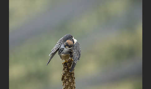 Lannerfalke sspec.2 (Falco biarmicus abyssinicus)