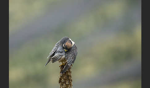 Lannerfalke sspec.2 (Falco biarmicus abyssinicus)