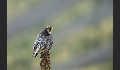 Lannerfalke sspec.2 (Falco biarmicus abyssinicus)