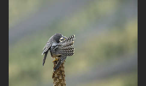 Lannerfalke sspec.2 (Falco biarmicus abyssinicus)