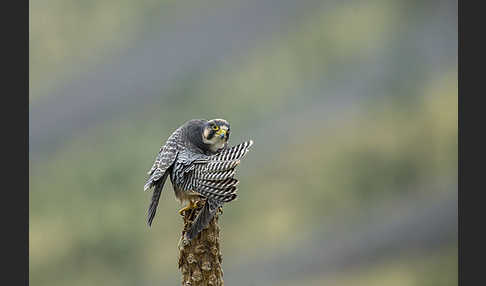 Lannerfalke sspec.2 (Falco biarmicus abyssinicus)