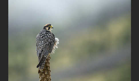 Lannerfalke sspec.2 (Falco biarmicus abyssinicus)