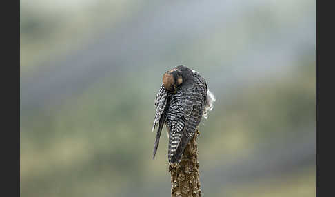 Lannerfalke sspec.2 (Falco biarmicus abyssinicus)