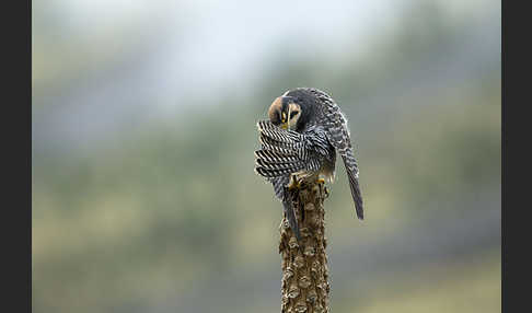 Lannerfalke sspec.2 (Falco biarmicus abyssinicus)