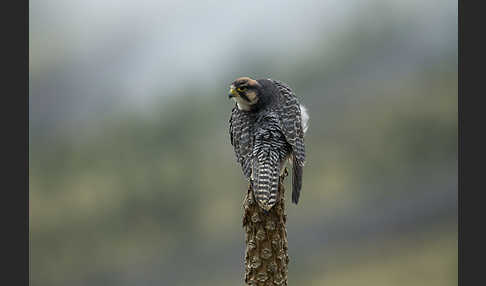 Lannerfalke sspec.2 (Falco biarmicus abyssinicus)