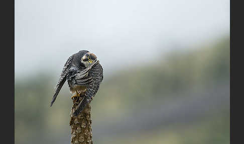 Lannerfalke sspec.2 (Falco biarmicus abyssinicus)