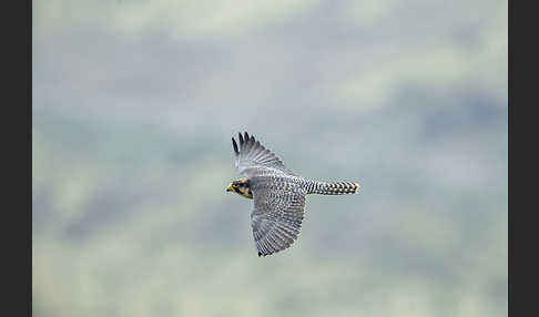 Lannerfalke sspec.2 (Falco biarmicus abyssinicus)