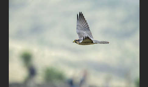 Lannerfalke sspec.2 (Falco biarmicus abyssinicus)