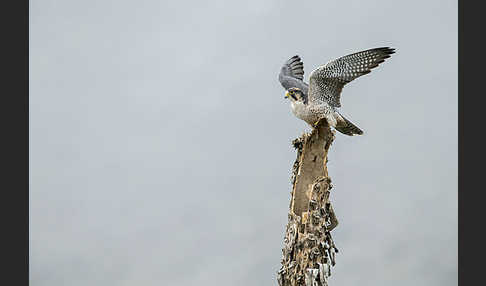 Lannerfalke sspec.2 (Falco biarmicus abyssinicus)