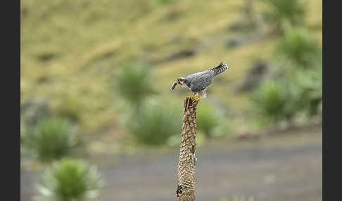 Lannerfalke sspec.2 (Falco biarmicus abyssinicus)