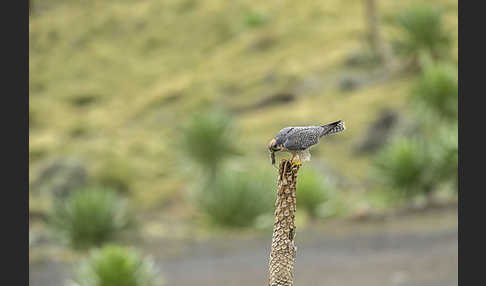 Lannerfalke sspec.2 (Falco biarmicus abyssinicus)