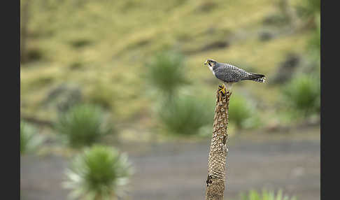 Lannerfalke sspec.2 (Falco biarmicus abyssinicus)