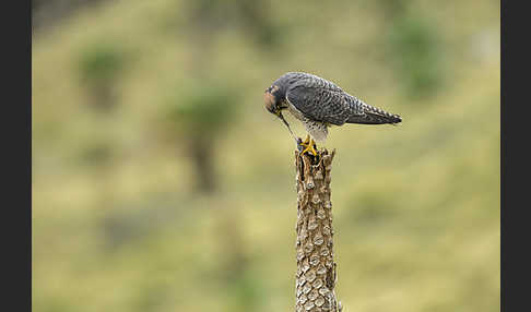 Lannerfalke sspec.2 (Falco biarmicus abyssinicus)