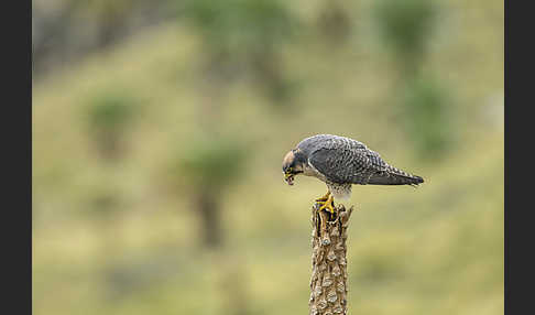 Lannerfalke sspec.2 (Falco biarmicus abyssinicus)