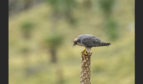 Lannerfalke sspec.2 (Falco biarmicus abyssinicus)