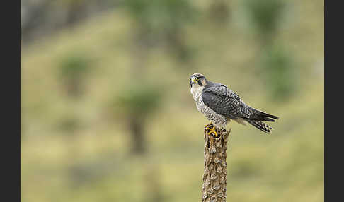 Lannerfalke sspec.2 (Falco biarmicus abyssinicus)