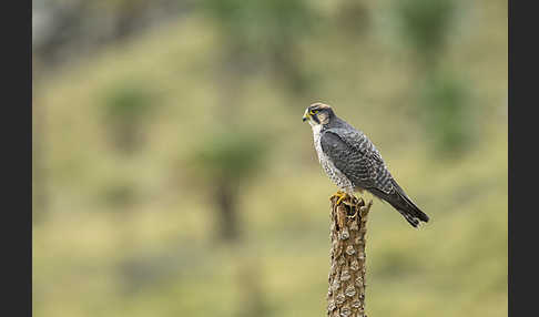 Lannerfalke sspec.2 (Falco biarmicus abyssinicus)