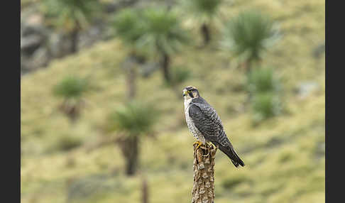 Lannerfalke sspec.2 (Falco biarmicus abyssinicus)