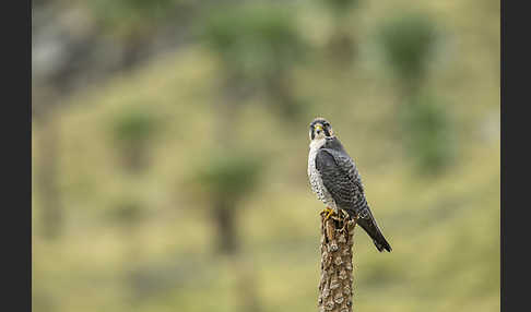 Lannerfalke sspec.2 (Falco biarmicus abyssinicus)