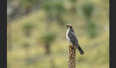 Lannerfalke sspec.2 (Falco biarmicus abyssinicus)