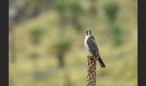 Lannerfalke sspec.2 (Falco biarmicus abyssinicus)