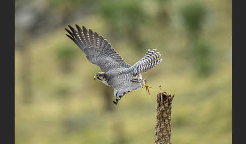 Lannerfalke sspec.2 (Falco biarmicus abyssinicus)