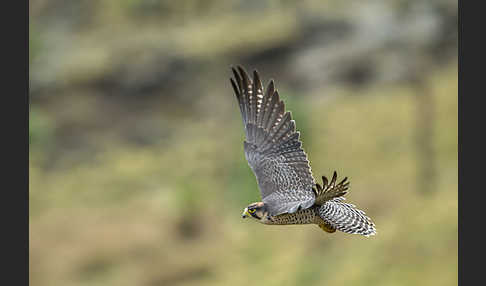 Lannerfalke sspec.2 (Falco biarmicus abyssinicus)