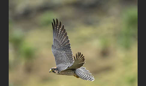 Lannerfalke sspec.2 (Falco biarmicus abyssinicus)