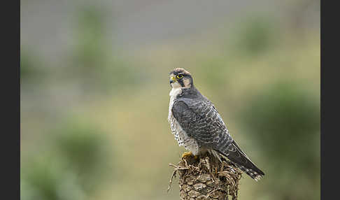 Lannerfalke sspec.2 (Falco biarmicus abyssinicus)