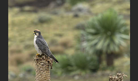 Lannerfalke sspec.2 (Falco biarmicus abyssinicus)