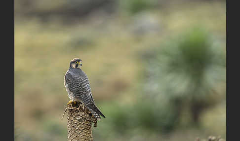 Lannerfalke sspec.2 (Falco biarmicus abyssinicus)