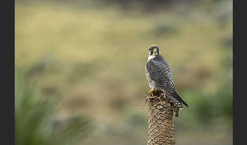 Lannerfalke sspec.2 (Falco biarmicus abyssinicus)