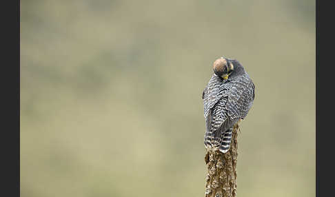 Lannerfalke sspec.2 (Falco biarmicus abyssinicus)