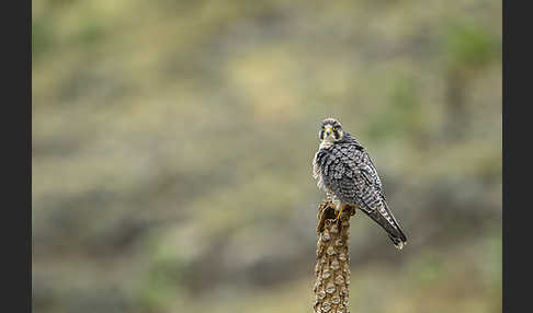 Lannerfalke sspec.2 (Falco biarmicus abyssinicus)