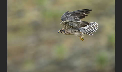 Lannerfalke sspec.2 (Falco biarmicus abyssinicus)