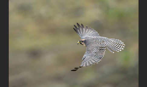 Lannerfalke sspec.2 (Falco biarmicus abyssinicus)