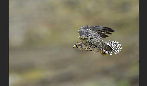 Lannerfalke sspec.2 (Falco biarmicus abyssinicus)