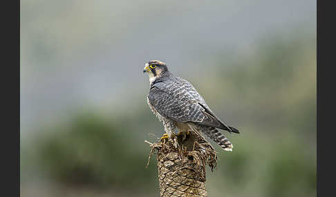 Lannerfalke sspec.2 (Falco biarmicus abyssinicus)