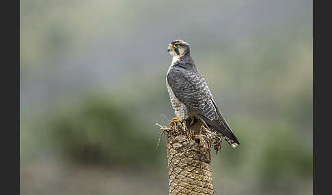 Lannerfalke sspec.2 (Falco biarmicus abyssinicus)