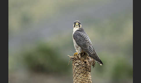 Lannerfalke sspec.2 (Falco biarmicus abyssinicus)